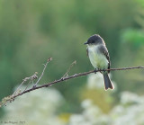 Eastern Phoebe 