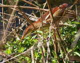 Least Bittern