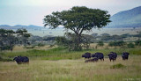 Cape Buffalo