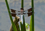 Common Whitetail