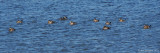 Ruddy Ducks