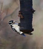 Hairy Woodpecker