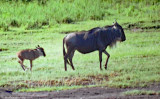 Blue Wildebeest and Calf
