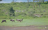 Wildebeest, Zebras, and Giraffes