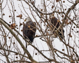 Bald Eagle Pair
