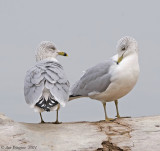 Ring-billed Gulls