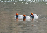 Redheads