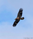 Bald Eagle - subadult