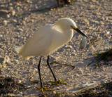 Snowy Egret