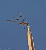 Four-spotted Pennant -female