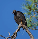 Black Vulture