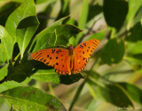 Gulf Fritillary