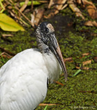 Wood Stork