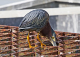 Green Heron