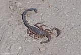 Florida Bark Scorpion