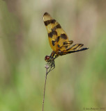 Halloween Pennant 