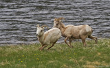 Bighorn Ram and Ewe