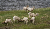 Bighorn Sheep