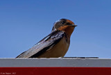 Barn Swallow