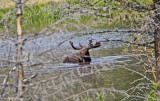 Bull Moose