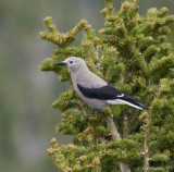 Clarks Nutcracker