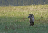 Bighorn Sheep