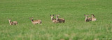 Mule Deer Herd