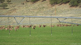 Mule Deer Herd