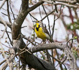 Western Meadowlark 