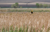 Yellow-headed Blackbird