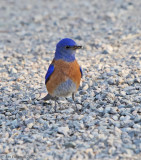 Western Bluebird