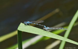 Damselfly sp.