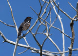 Spotted Towhee