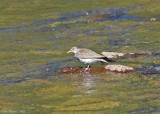 Spotted Sandpiper