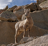 Bighorn Sheep