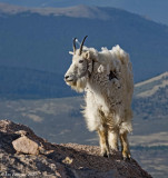 Mountain Goat