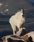 Mountain Goat