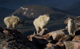 Mountain Goats