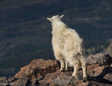 Mountain Goat