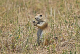 Black-tailed Prairie Dog