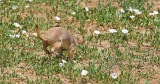 Black-tailed Prairie Dog