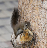 Red Squirrel 