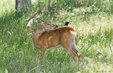 White-tailed Doe