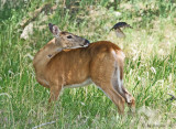 White-tailed Doe