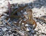 Brown Anole