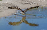 Osprey