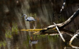 Tricolored Heron