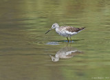 Greater Yellowlegs 