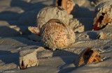 Atlantic Giant Cockle