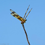 Halloween Pennant (female)